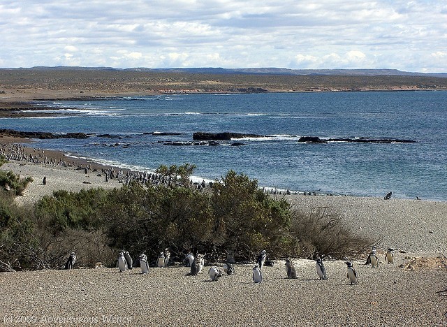 penguins at Punto Tombo