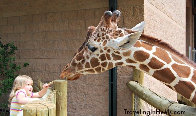 Cheyenne Mountain Zoo