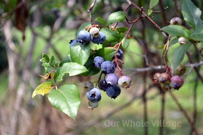 Maine blueberries