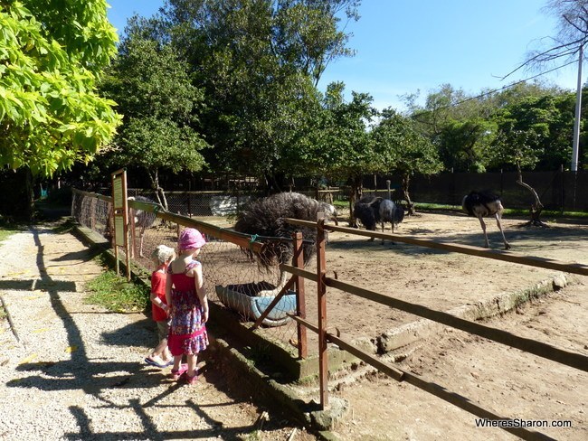 what to do in Port Dickson Ostrich Farm