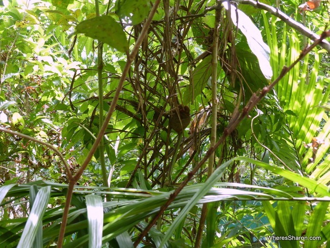 Phillipine Tarsier Sanctuary