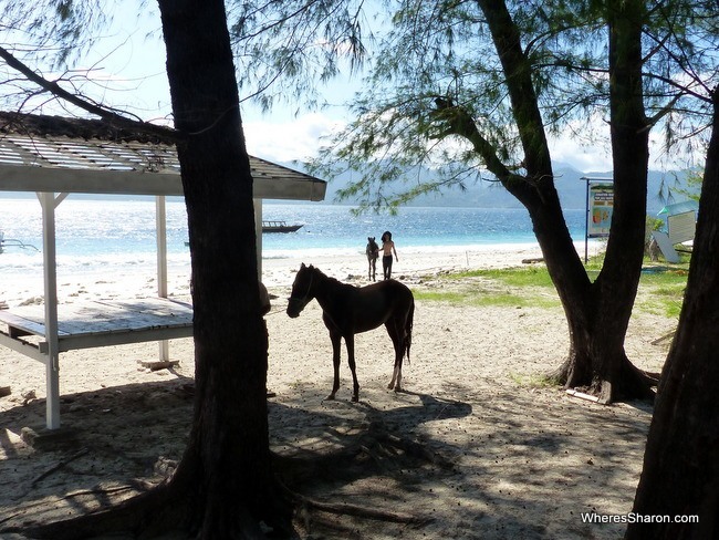 what to do gili islands with horses