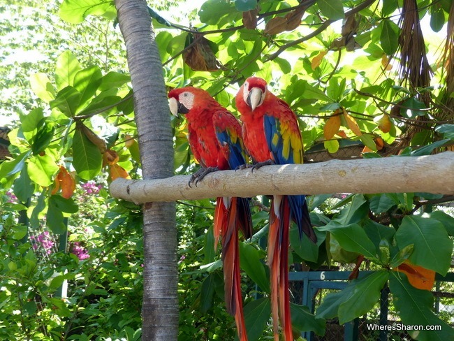 Gili Meno Bird Park