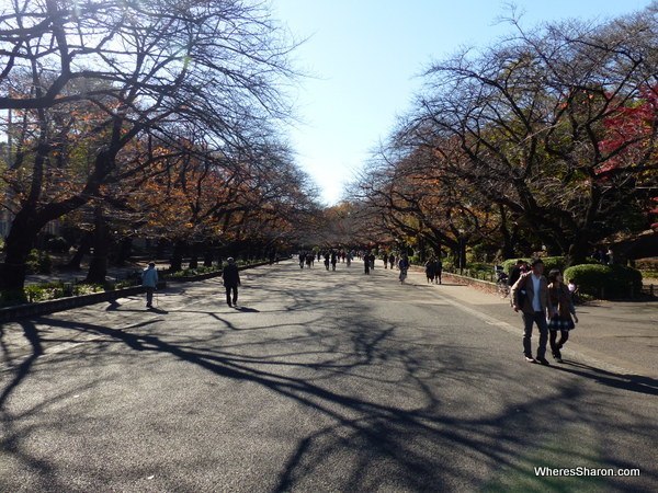 Cherry trees in Ueno Park - no cherry blossoms for me...