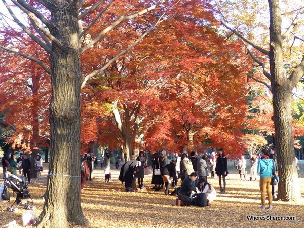 There were some more great autumn displays in Yoyogi Park, which had lots of open space and trees. 