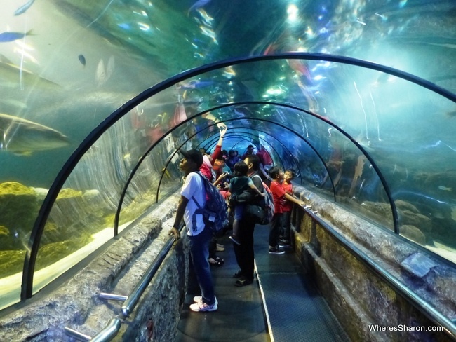 tunnel at Seaworld Jakarta