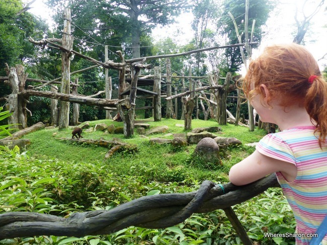 kids places in singapore at Singapore Zoo