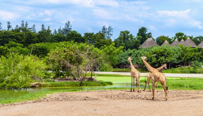 Safari World Bangkok things to do with kids