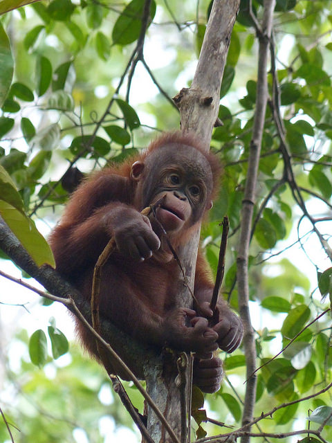 Semenggoh Wildlife Centre