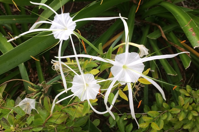 Garden of the Sleeping Giant fiji tours with kids