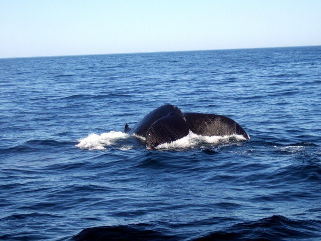 boston family activities - whale watching