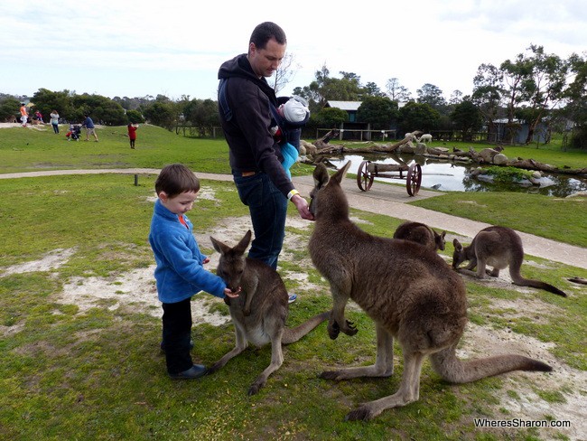 Maru Koala and Animal Park