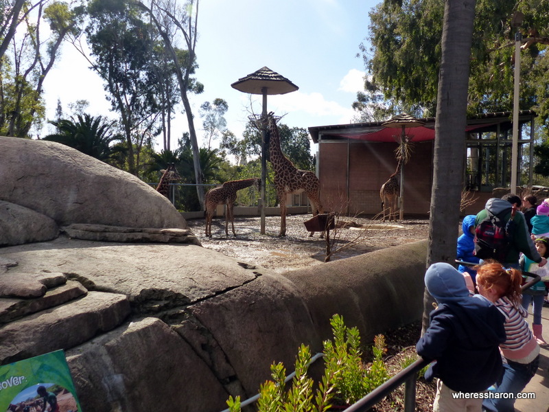 san diego attractions for families San Diego Zoo