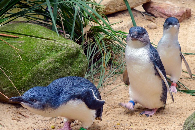  phillip island to do penguins