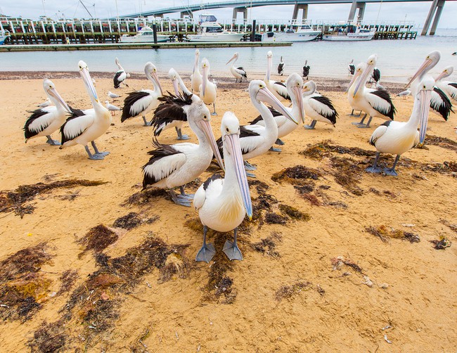 Pelicans at San Remo