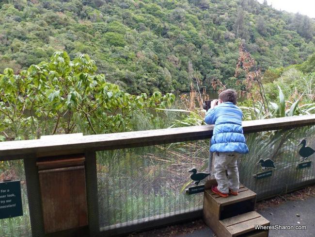 Bird watching at Zealandia Eco Sanctuary