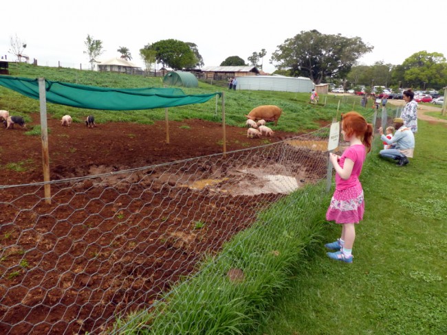 what to do in byron bay with kids at the farm