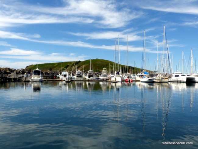 Muttonbird Island