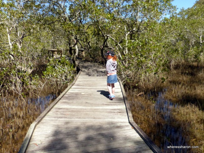 North Coast Regional Botanic Gardens Mangrove Boardwalk