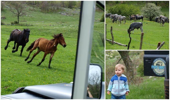 Photo Jeep Safari in Starigrad Paklenica