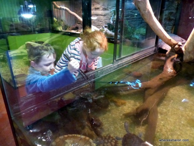 what to do in canberra for kids at the Canberra Reptile Zoo