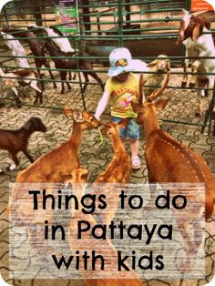 pattaya for family