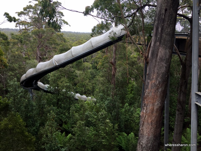 Slide to Dismal Swamp at Tarkine Forest Adventures