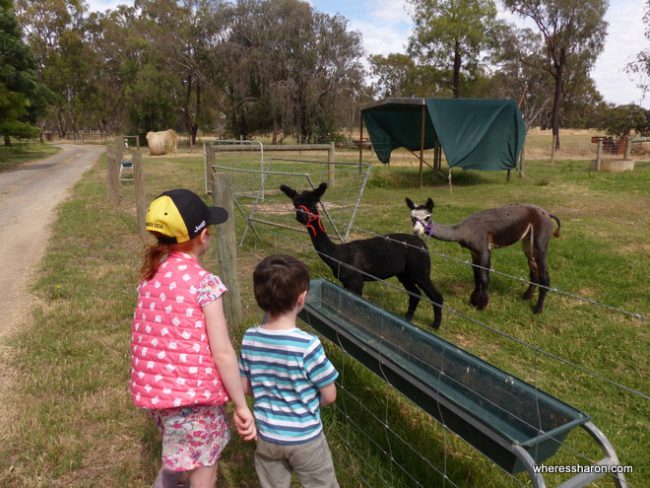 Getting up close to some Alpacas