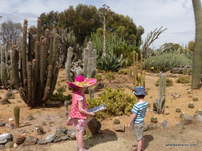 S and Z look hard to try and spot another exotic cactus.