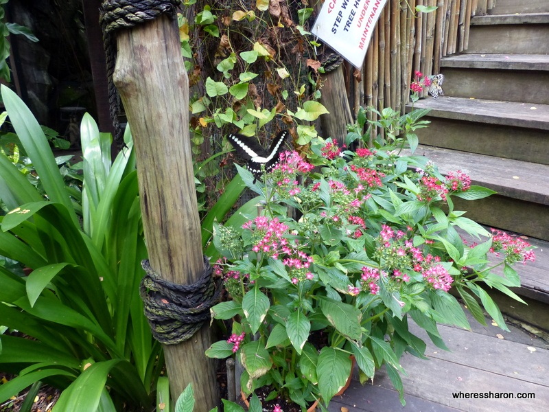 Butterfly park on sentosa island