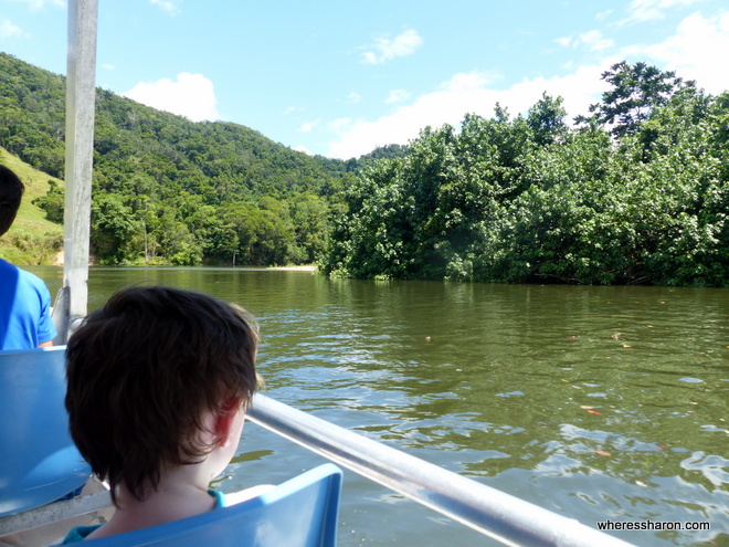 The Daintree River Crocodile cruise what to see in port douglas