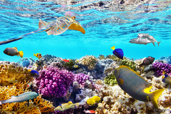 townsville australia things to do Barrier Reef