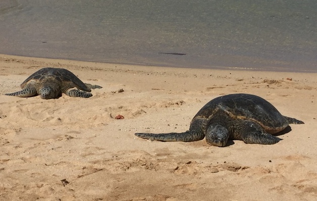 things to do for kids in hawaii at Kauai turles