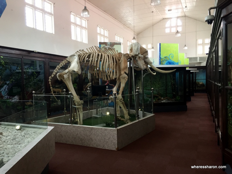 The elephant skeleton in the Natural History section of the Perak Museum.