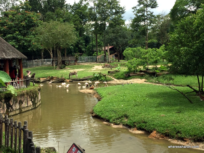 The great African enclosure at Taiping Zoo.