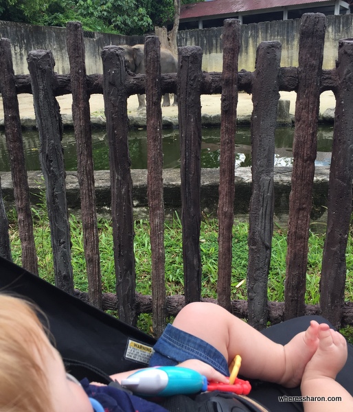 J checks out the elephant enclosure at Taping Zoo. One of the best Taiping tourist attractions. 