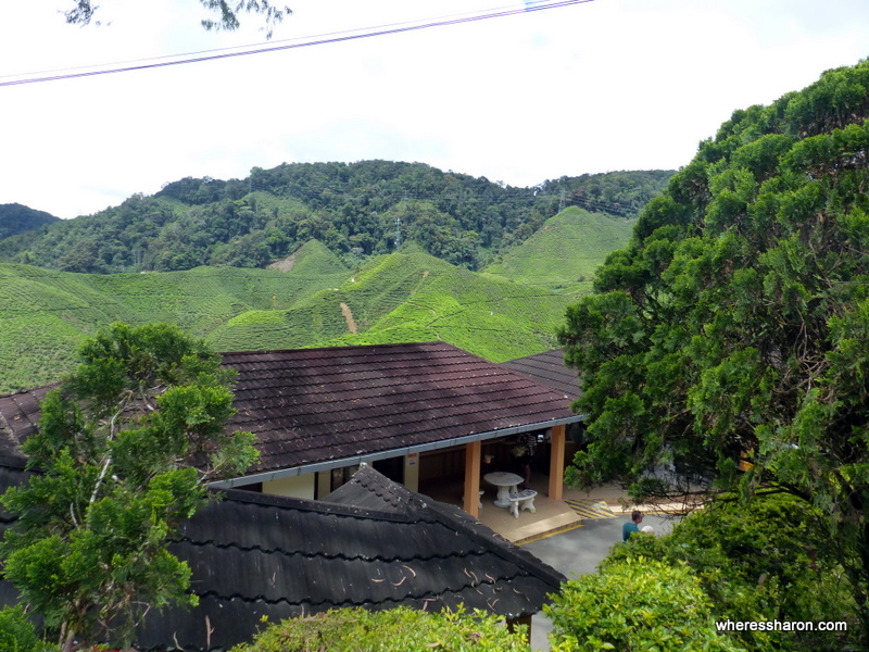 tanah rata cameron highlands attraction at Cameron Bharat Tea Plantation