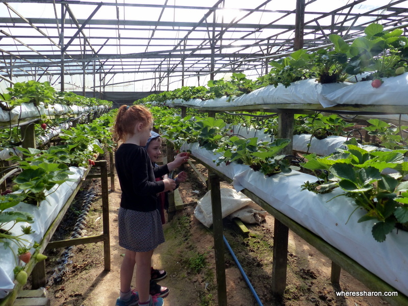  what to see in cameron highlands Raju Hill's Strawberry Farm