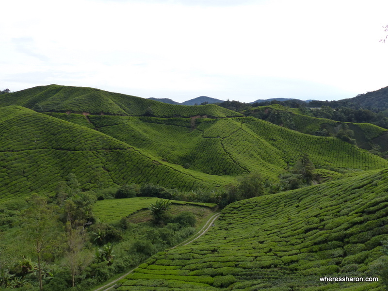 Boh Sungai Telas Tea Estate