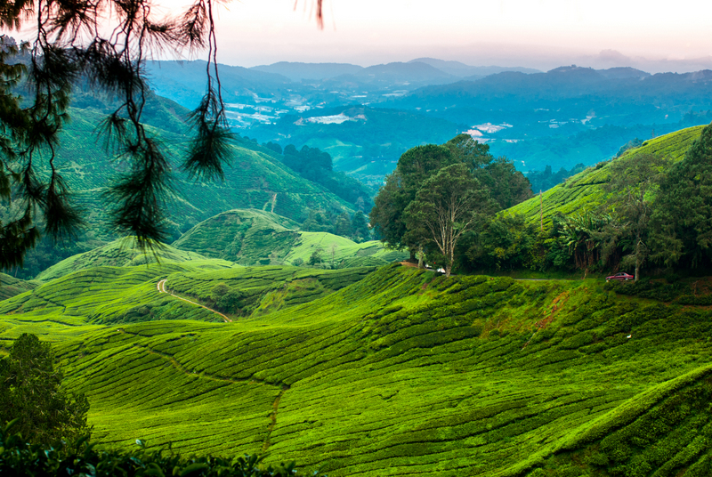 top things to do in cameron highlands malaysia