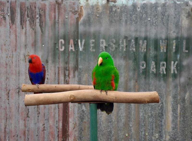 Caversham Wildlife Park perth things to do family