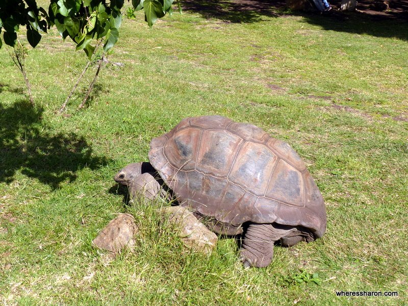 Casela World of Adventures mauritius places to visit