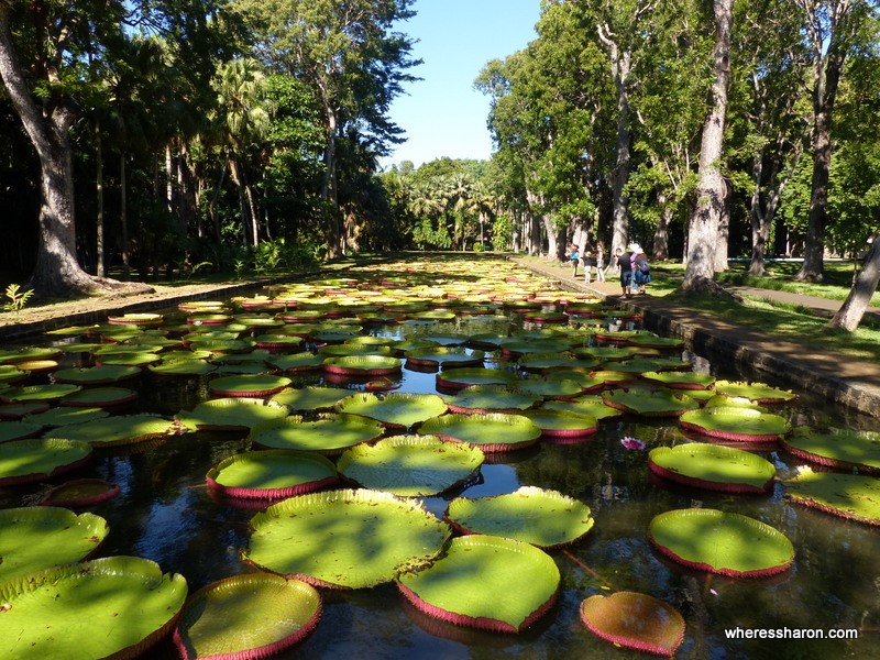 Sir Seewoosagur Ramgoolam Botanical Garden best places to visit mauritius