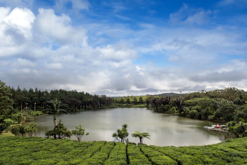 top 10 places to visit in mauritius tea plantation Bois Cheri