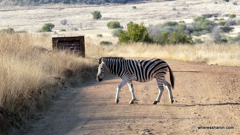 African Safari for Kids: Going on Safari in South Africa at Pilanesberg