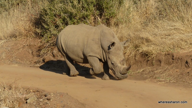 Pilanesberg National Park rhino