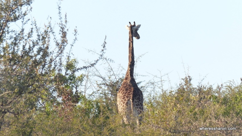 Pilanesberg National Park