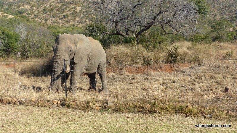 Pilanesberg National Park at ivory tree game lodge